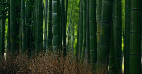 Bamboo forest. Bottom view of bamboo trees
