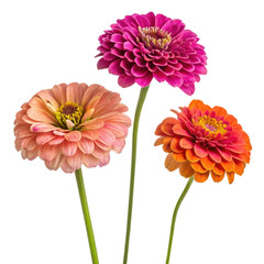 Three vibrant zinnia flowers in pink orange and peach on a black background