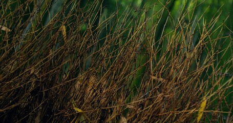 Close-up of dry branches in a bamboo forest