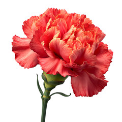 Delicate red carnation bloom displays intricate petals on a transparent background