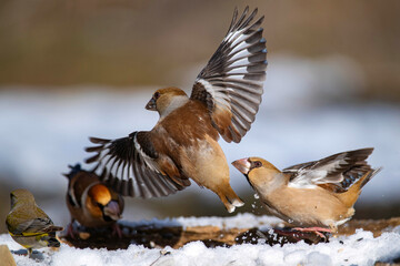 Fight Between Hawfinches (Coccothraustes coccothraustes) at a Bird Feeder in the Forest