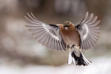 Common Chaffinch Fringilla coelebs in Flight. Wild Bird