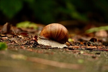 Snail in a shell