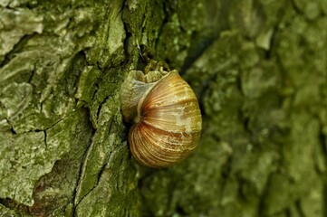 Snail on a tree. Snail in nature.