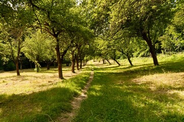 Orchard. Old garden.