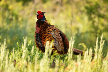 Ringneck Pheasant, Phasianus colchicus in the habitat