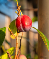 Ripe damsons plum or prunus in Jette, Brussels, Belgium