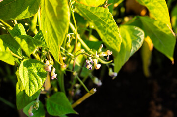 Green beans blooming on a young plant in Jette, Brussels, Belgium