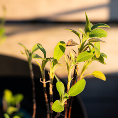 Green leaves of Salvia or Sauge in a pot, Jette Brussels, Belgium
