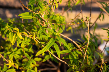 Aloysia citrodora, lemon verbena or lemon beebrush growing in a pot in Jette, Belgium
