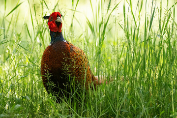 Ringneck Pheasant, Phasianus colchicus in the habitat