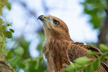 Young Long-legged Buzzard in the Wild Close-up