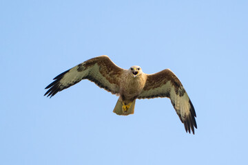 Long-legged Buzzard Buteo rufinus flying in the sky