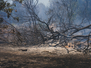 burned trees and dramatic landscape