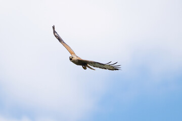 Long-legged Buzzard Buteo rufinus flying in the sky