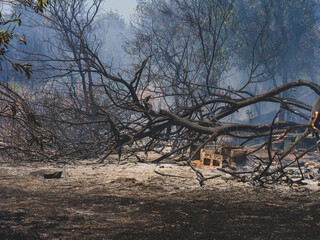 burned trees and dramatic landscape