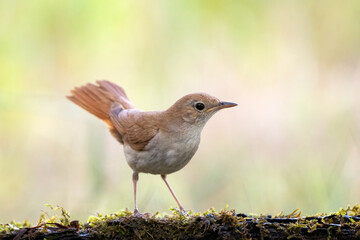 Western Nightingale in the Wild