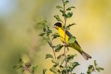 Black-headed bunting Emberiza melanocephala in the wild