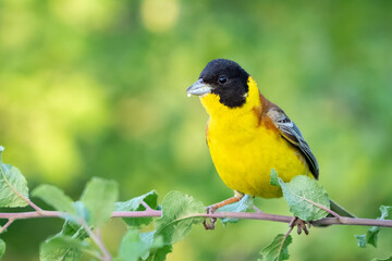 Black-headed bunting Emberiza melanocephala in the wild