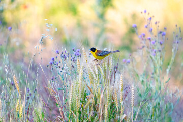 Black-headed bunting (Emberiza melanocephala) in the wild, feeding in a blooming meadow, surrounded by grasses and wildflowers