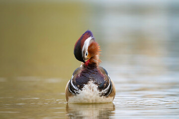 Portrait colorful Mandarin duck male Aix galericulata swimming in the river