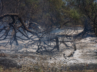 burned trees and dramatic landscape