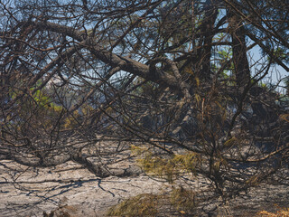 burned trees and dramatic landscape
