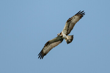 Osprey Pandion haliaetus in Flight. Slow Motion