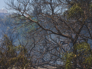 burned trees and dramatic landscape