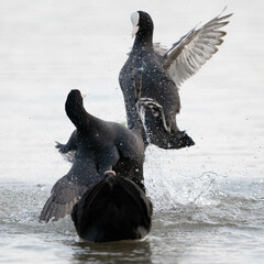 Coots Fighting Over Territory During Breeding Season