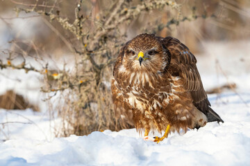 Common Buzzard Buteo buteo Standing in the Snow During Winter Close-up