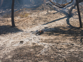 burned trees and dramatic landscape