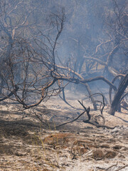 burned trees and dramatic landscape