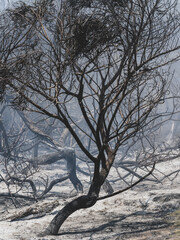 burned trees and dramatic landscape