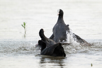 Coots Fighting Over Territory During Breeding Season