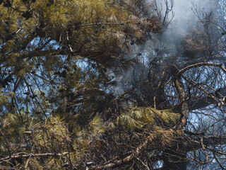 burned trees and dramatic landscape