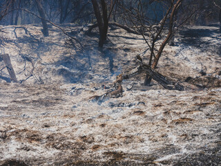 burned trees and dramatic landscape