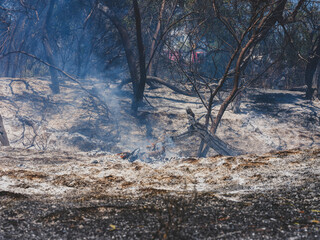 burned trees and dramatic landscape