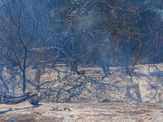 burned trees and dramatic landscape