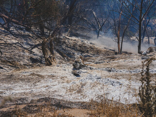 burned trees and dramatic landscape