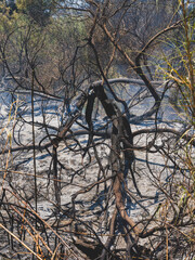 burned trees and dramatic landscape