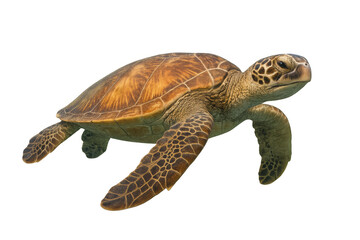 Naklejka premium Majestic green sea turtle gracefully swimming in crystal-clear water, isolated on a transparent background