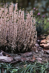 Close-up of blooming heather flowers (Calluna vulgaris) with delicate pink and purple hues. A soft,...
