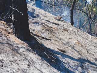 burned trees and dramatic landscape