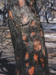 burned trees and dramatic landscape