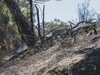 burned trees and dramatic landscape