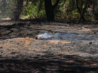 burned trees and dramatic landscape
