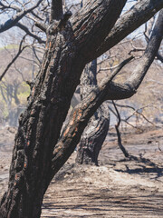 burned trees and dramatic landscape