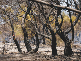 burned trees and dramatic landscape