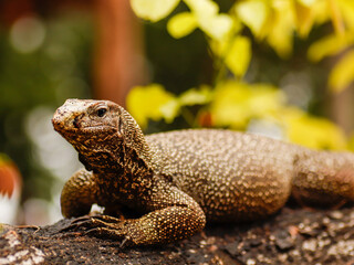lizard on tree nature thailand